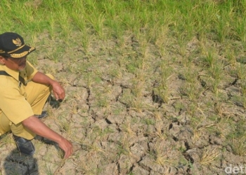 Distan Salahkan Petani tidak Disiplin Tanam