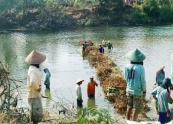 Atasi Kekeringan Lahan Pertanian, Petani Ramai-ramai Bendung Sungai Cisanggarung