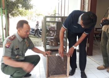 Warga Serahkan Kukang dan Buaya Muara ke BKSDA