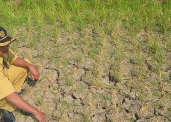 871 Hektare Sawah Kekeringan