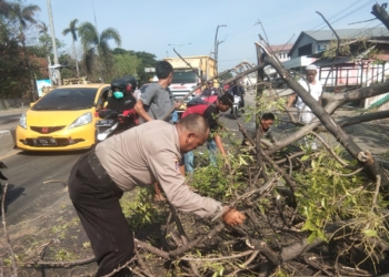 Pohon Tua Tumbang, Ini Nama 2 Korban yang Tertimpa
