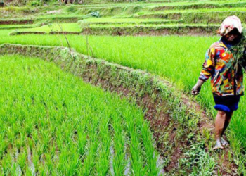 Infrastruktur Pertanian Minta Diperhatikan