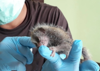 Lagi, BKSDA Evakuasi Bayi Kukang Jawa