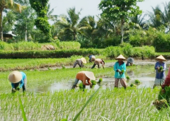 Percepat Mulai Masa Tanam di Kabupaten Cirebon!