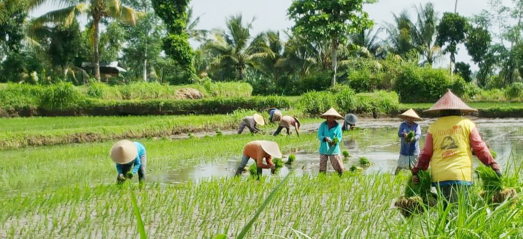 Percepat Mulai Masa Tanam di Kabupaten Cirebon!