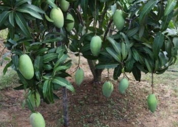 Wow, 77 Gapoktan Mangga Bakal Dapat Rp164 Miliar