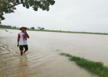 Petani Tanam Ulang 4 Kali