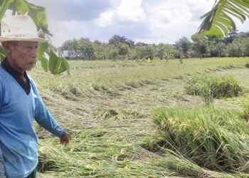 Sawah Terendam Banjir