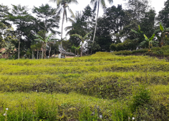 Cibuntu akan Miliki Kebun Bunga