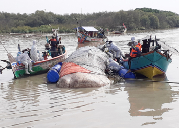 Penyebab Kematian Paus di Cirebon Masih Diteliti