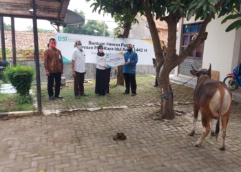 Untuk Kurban, IAIN Cirebon dapat Sapi dari BSI