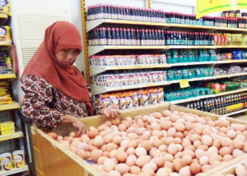 Harga Telur Ayam Ras Turun Drastis