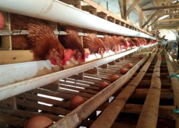Peternak Ayam Petelur Terancam Bangkrut