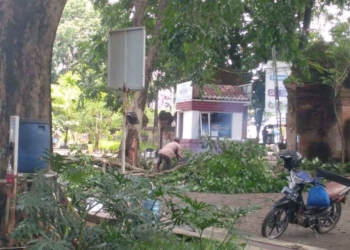 Pohon Besar di Goa Sunyaragi Ditebang