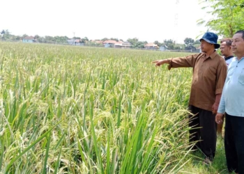 Petani Desa Sibubut Terbantu Adanya Korporasi