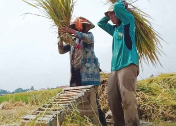 Harga Gabah Anjlok, Petani Terpuruk
