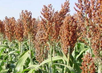 Distan Majalengka Kembangkan Tanaman Sorgum