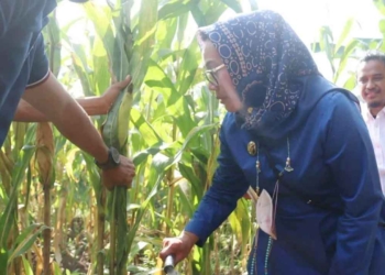 Gapoktan Argasunya Sukses Manfaatkan Lahan Tidur