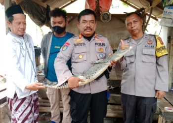 Warga Argasunya Temukan Buaya di Sungai Kedung Putri saat Mencari Ikan