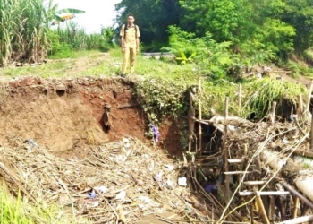 Tebing Sungai Cimanis Jebol, Permukiman dan Sawah Terendam, JUT Beringin Terancam Putus