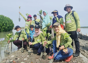 FISIP UMC Tanam 5 Ribu Mangrove Bersama PT Telkom di Ambulu