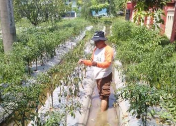 Cabai Siap Panen Dipetik Pencuri