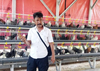 Pemdes-Gumulungtonggoh-Budidaya-Ayam-Petelur