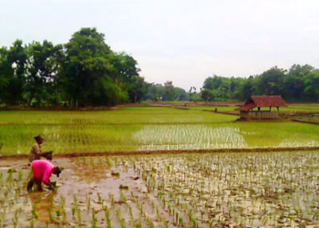 3-HL-Foto-Zonasi-Pupuk