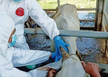 Distan-Lanjut-Pemberian-Vaksin-PMK-Dosis-Dua