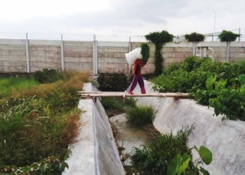 Ongkos-Tanam-Mahal,-Petani-Enggan-Garap-Sawah