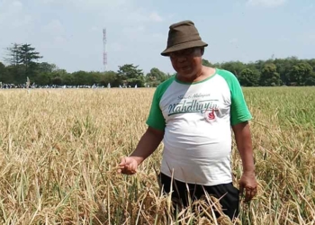 Petani di Cirebon Ciptakan Varietas Padi Unggulan, Hasil Panen di Atas Rata-rata