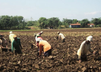 petani-bawang-merugi
