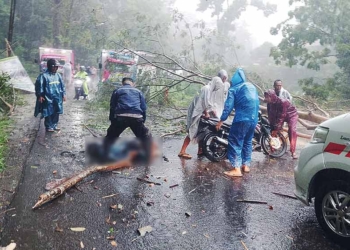 Pemotor-Tewas-Tertimpa-Pohon-Tumbang