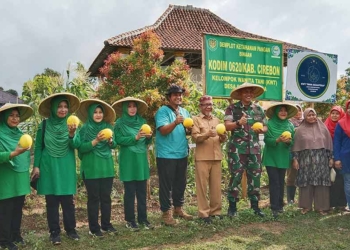 penen-perdana-melon-golden-hasil-pertanian-metode-TOT-Desa-Sindangjawa