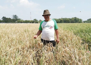 Petani Sambut Ajakan Perang Distan Kabupaten Cirebon
