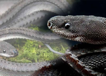 Membongkar Mitos, Ular Naga Jawa Ditemukan, Bersisik Keras Mirip Biawak