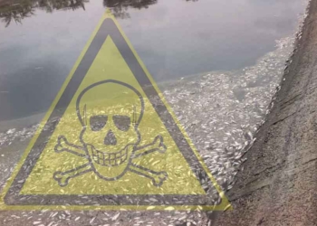 Hitam Pekat, Sungai Cibuaya Indramayu Tercemar, Belasan Ribu Ekor Ikan Mati