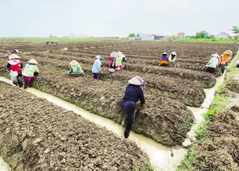 Proses Produksi Bergantung pada Alam, Petambak Garam Alih Profesi Tanam Bawang