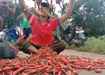 Cabe Merah Dihargai Rp 10 Ribu Perkilogram, Petani Kesal, Buang Hasil Panen ke Jalan