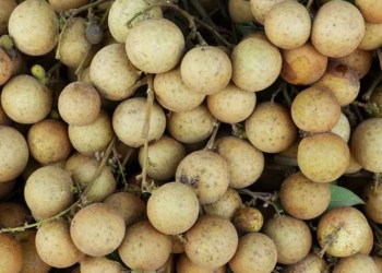 10 Manfaat Buah Kelengkeng Bagi Pria dan Wanita