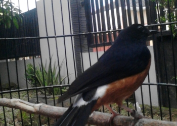 Jika Burung Kesayangan Anda Stres Berhenti Kicau, Tak Usah Bingung, Cukup Lakukan Ini