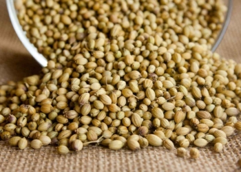 Menurunkan Darah Tinggi dengan Air Ketumbar, Caranya Gampang Banget