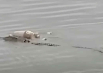 Aneh Tapi Nyata, Dua Hari Hilang Tak Ditemukan Tim Basarnas, Buaya Antar Mayat Balita ke Keluarganya