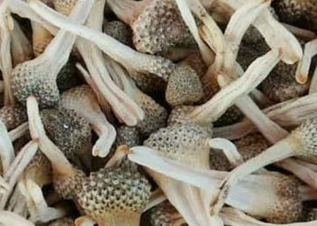 Tanaman Herbal Penambah Libido dan Tingkatkan Gairah Istri, Ini 17 Manfaat Empot Ayam