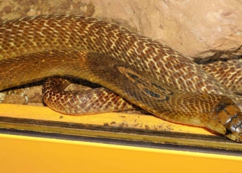 MENGERIKAN! Ular King Cobra di Garawangi Kuningan Teror Warga, Tiba-tiba Jatuh dari Atas