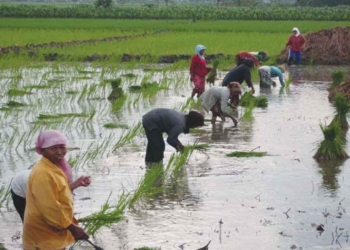 Petani Majalengka Keluhkan Ketersediaan Pupuk