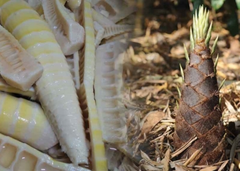 Bukan Cuma Ikan Bandeng, Rebung juga Jadi Sajian Wajib Malam Tahun Baru Imlek