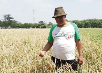 Dikenal di Philipina dan Vietnam, Padi Unggul Varietas Kufa 1 dan Kufa 2 Temuan Usman Tak Digubris Pemerintah