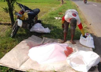 Petani Masih Enggan Gunakan Pupuk Organik, Padahal Harga Pupuk Nonorganik Lebih Mahal, Simak Alasannya