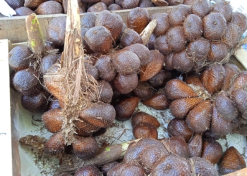 Buah Salak Kaya Vitamin dan Mineral, untuk Stamina serta Bisa Meningkatkan Libido, karena Mengandung Zat Ini